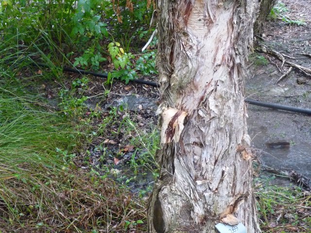 Paperbark Eucalypt, Endangered Woodland of Cumberland Plains